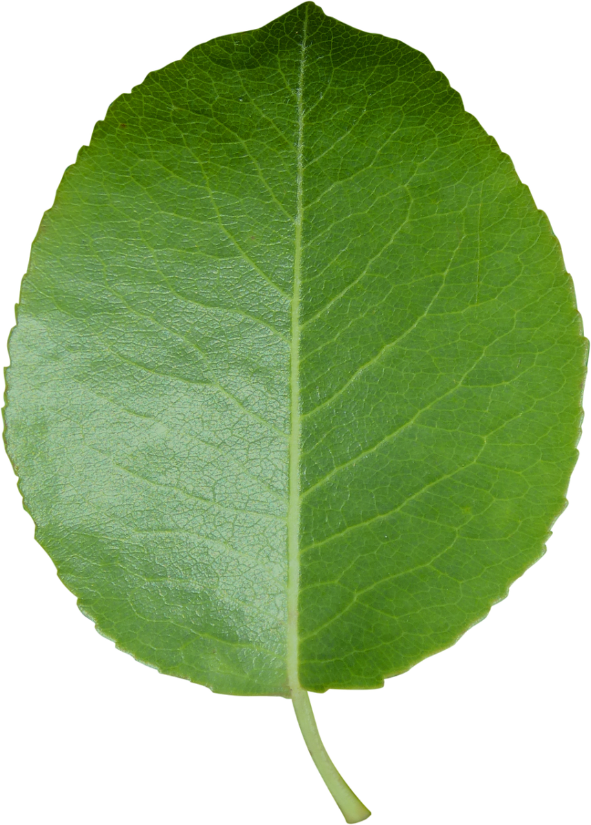 leaf, trimmed sheet, transparent background, green leaf, nature, iphone wallpaper, leaf, leaf, leaf, leaf, leaf