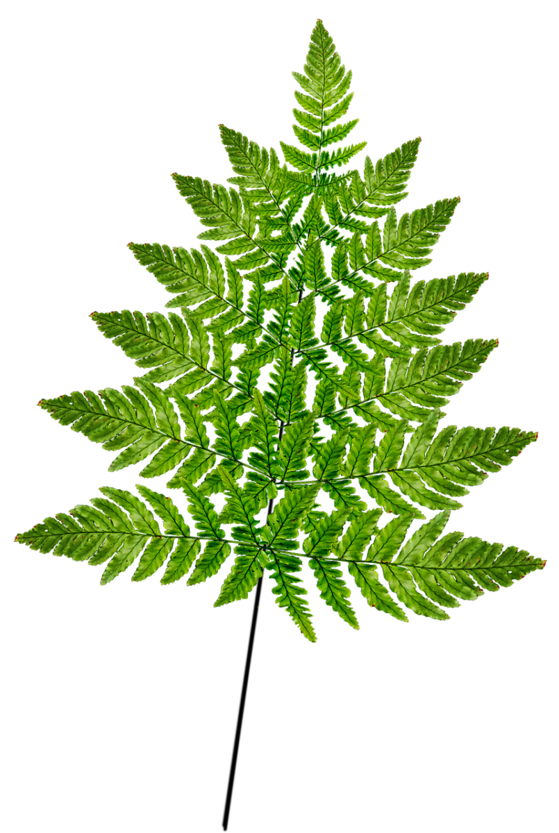 fern, leaf, frond, plant, nature, cut out, isolated, fern, fern, fern, fern, fern