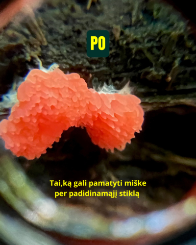 misko-terapija-gintare-petrauskaite